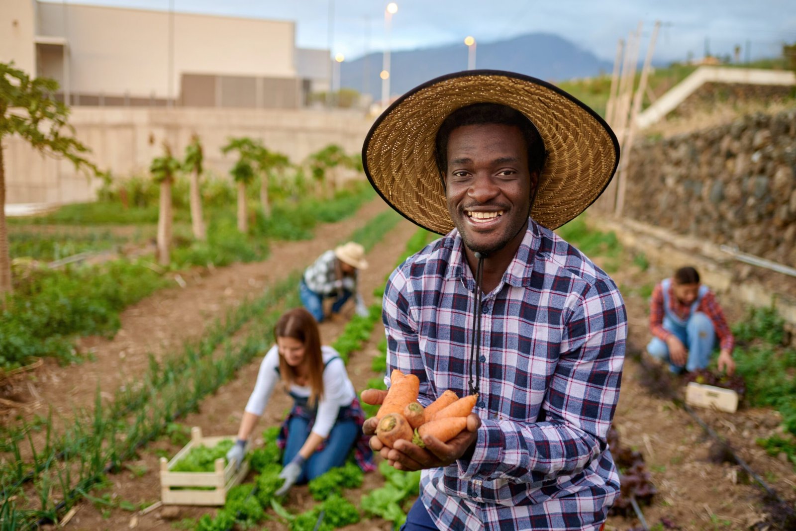 About us smiling black harvester with fresh carrots on plantation